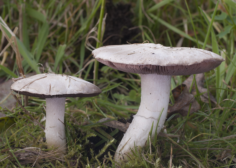 Agaricus moellerianus